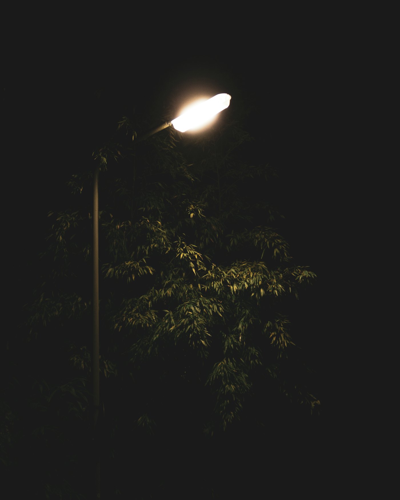 Single street lamp glowing over dark leaves