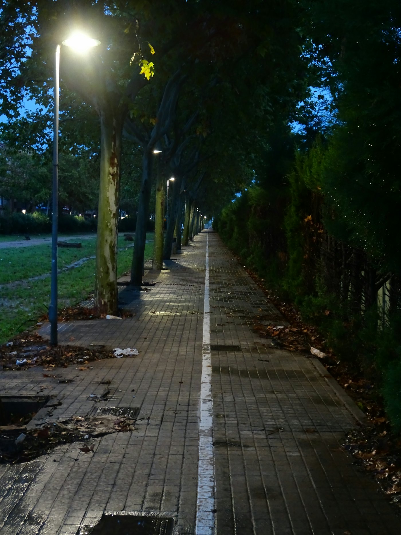 Empty tree-lined path with street lamps at dusk
